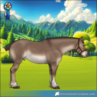 Horse Color:Liver Red Dun Tobiano 