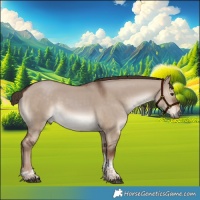 Horse Color:Liver Red Dun Tobiano