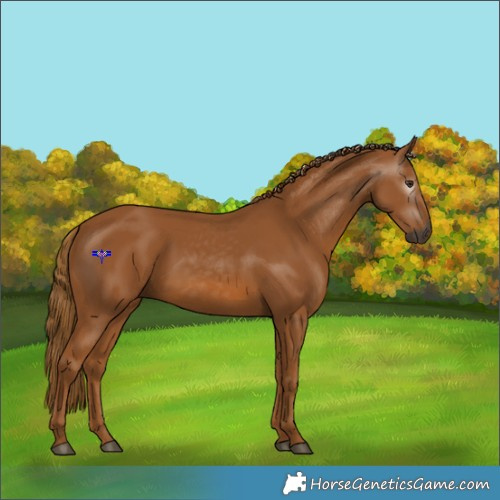 Horse Color:Gray Chestnut 