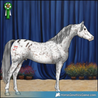 Horse Color:Brown Appaloosa 
