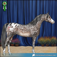 Horse Color:Brown Appaloosa 