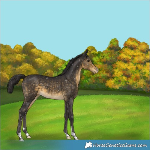 Horse Color:Buckskin Appaloosa 