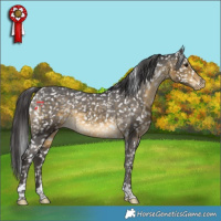 Horse Color:Buckskin Appaloosa 