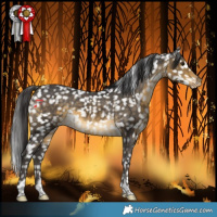 Horse Color:Buckskin Snowflake Varnish