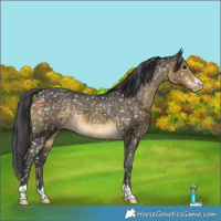Horse Color:Buckskin Appaloosa