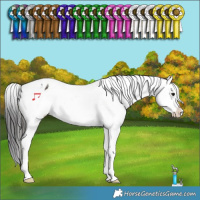 Horse Color:Buckskin Appaloosa