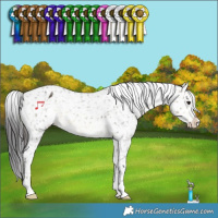 Horse Color:Buckskin Appaloosa 