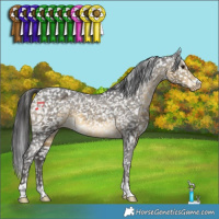 Horse Color:Buckskin Appaloosa 