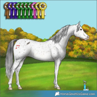 Horse Color:Buckskin Appaloosa 