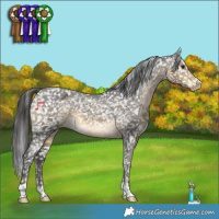 Horse Color:Buckskin Appaloosa