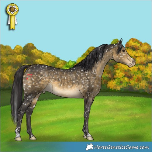 Horse Color:Buckskin Appaloosa 
