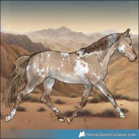 Horse Color:White Spotted Liver Red Dun Brindle 