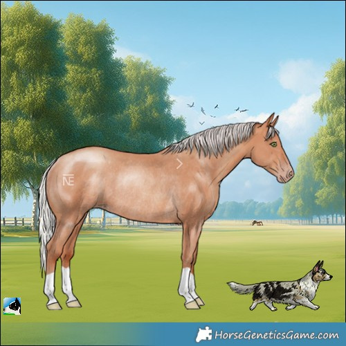 Horse Color:Silver Amber Champagne Rabicano