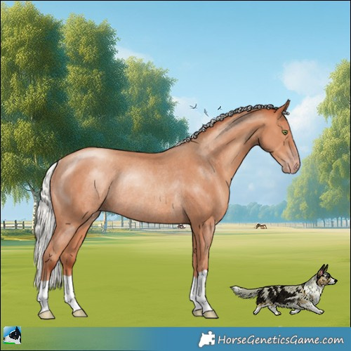 Horse Color:Silver Amber Champagne Rabicano