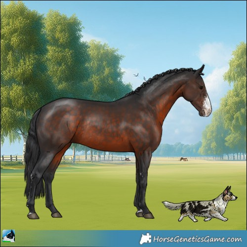 Horse Color:Brown Sabino Rabicano 