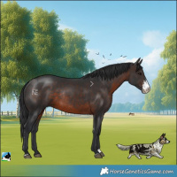 Horse Color:Brown Sabino Rabicano 