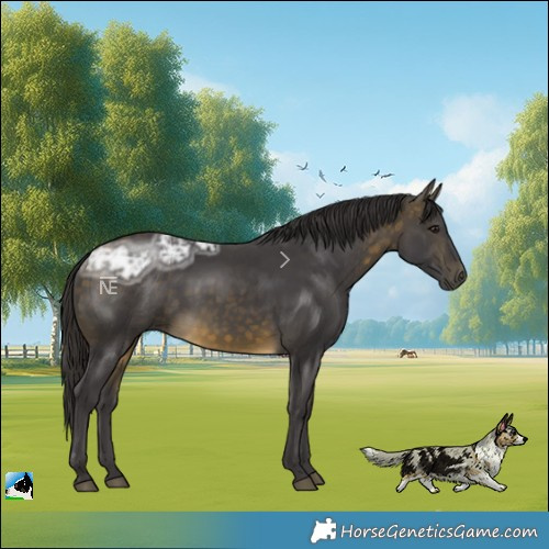 Horse Color:Buckskin Ice Rabicano