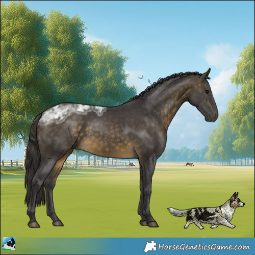 Horse Color:Buckskin Ice Rabicano 