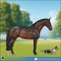 Horse Color:Brown Rabicano 