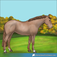 Horse Color:Black Pearl Sabino 