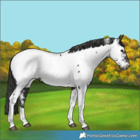 Horse Color:Black Tobiano Appaloosa 