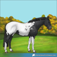 Horse Color:Black Tobiano Appaloosa 