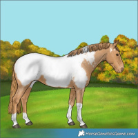 Horse Color:Chestnut Tobiano Near Fewspot