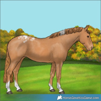 Horse Color:Chestnut Tobiano Appaloosa
