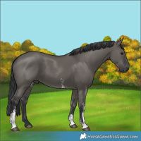 Horse Color:Grullo Sabino Rabicano 