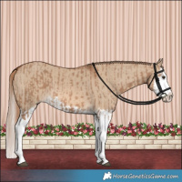 Horse Color:Red Dun Splash and Red Dun Splash