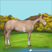 Horse Color:Black Pearl Sabino 