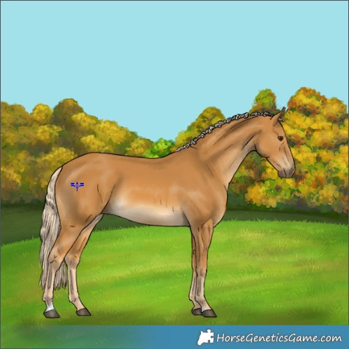 Horse Color:Palomino