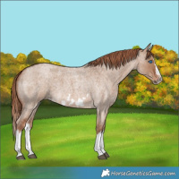 Horse Color:Red Dun Roan Splash Frame Rabicano 