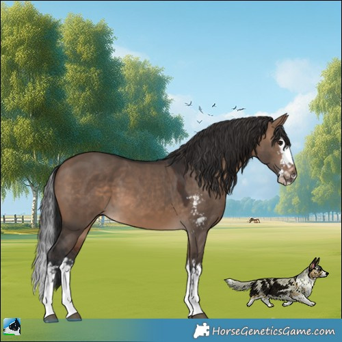 Horse Color:Brown Dun Sabino Splash 
