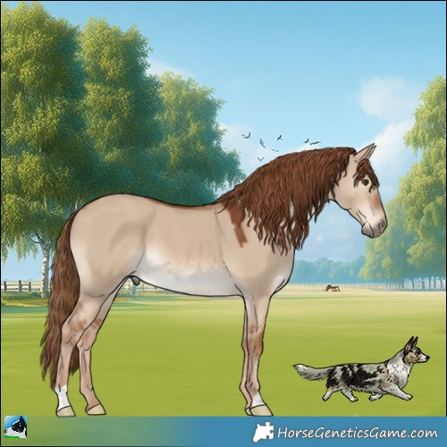 Horse Color:Red Dun 
