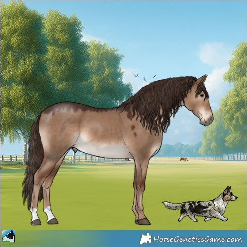Horse Color:Liver Red Dun 