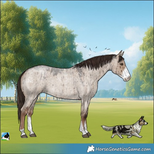 Horse Color:Liver Red Dun Roan Sabino Brindle 