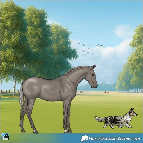 Horse Color:Silver Grullo