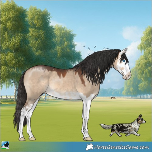Horse Color:Brown Dun Splash