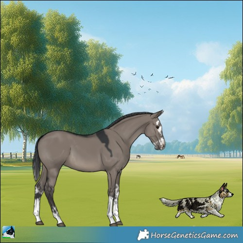 Horse Color:Grullo Mushroom Splash 