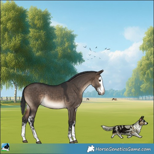 Horse Color:Brown Dun Sabino Splash Rabicano