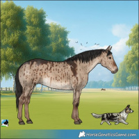 Horse Color:Liver Red Dun Brindle 