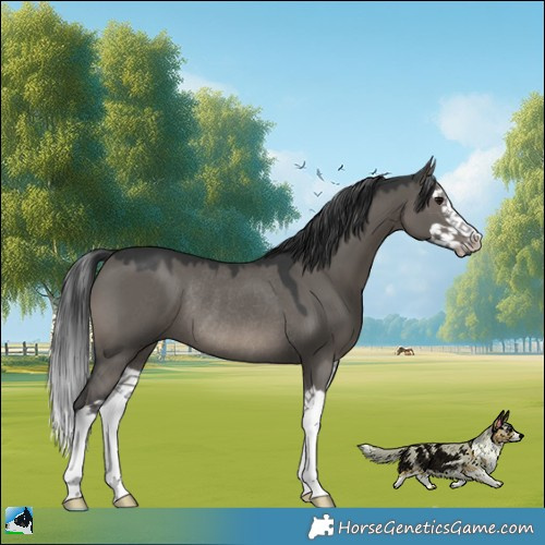 Horse Color:Grullo Mushroom Splash Rabicano 