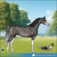 Horse Color:Grullo Mushroom Splash Rabicano
