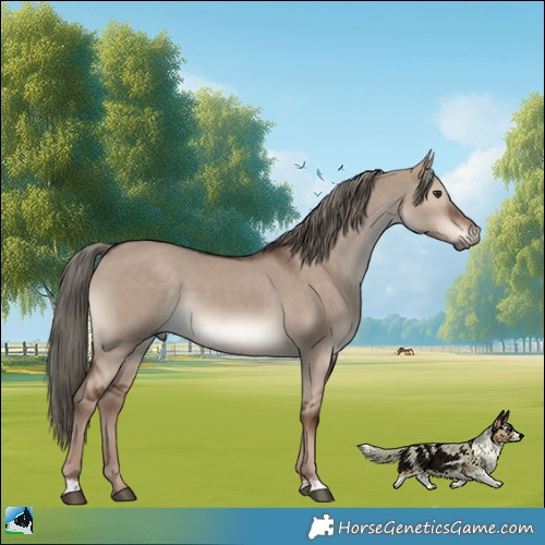 Horse Color:Liver Red Dun Mushroom 