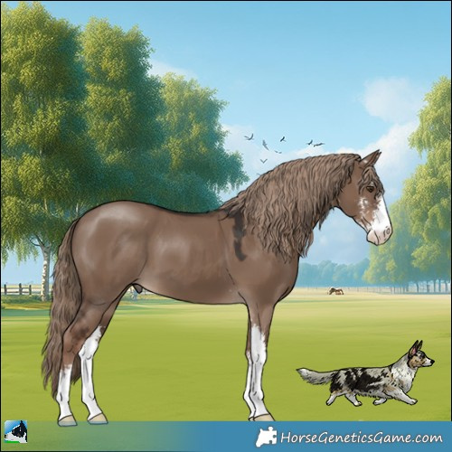 Horse Color:Liver Red Dun Sabino 