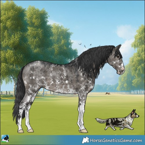 Horse Color:Grullo Mushroom Sabino Brindle