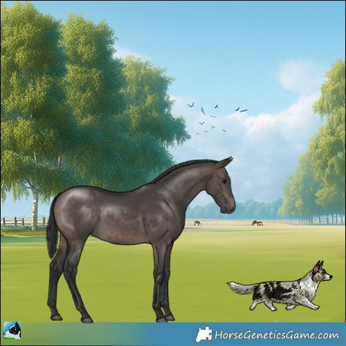 Horse Color:Brown Dun Mushroom