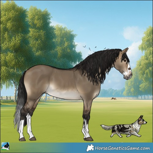 Horse Color:Gray Brown Dun Splash