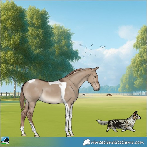 Horse Color:Liver Red Dun Tobiano 